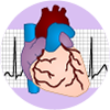 Heart and ECG